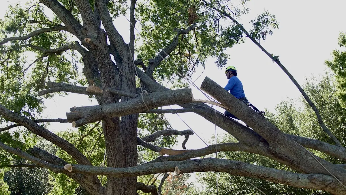 Professional Crown Thinning performed by certified arborists in Ernul
